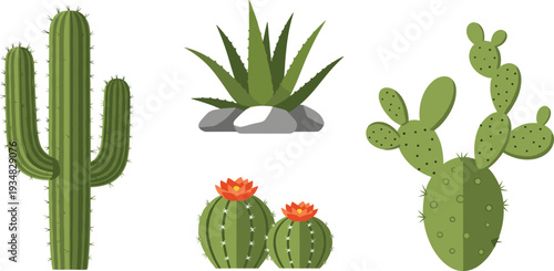 Cactus and Succulent Plant Collection with Saguaro, Aloe, Prickly Pear, and Flowering Cacti Isolated on Light Background for Desert Design