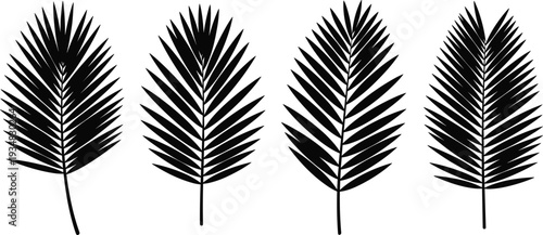 Black vector silhouettes of palm leaves, tropical fern fronds set for summer jungle design, exotic foliage isolated on white background.