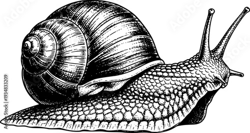 Black and white hand drawn snail illustration in an engraving style depicting a gastropod mollusk suitable for natural science publications