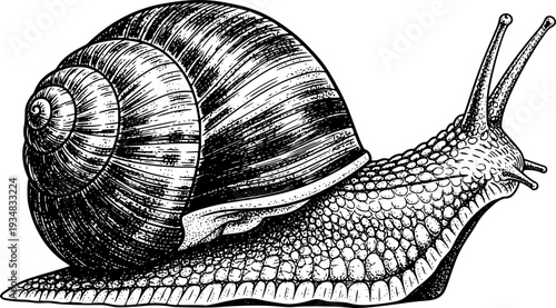 Black and white hand drawn snail illustration in an engraving style depicting a gastropod mollusk suitable for natural science publications