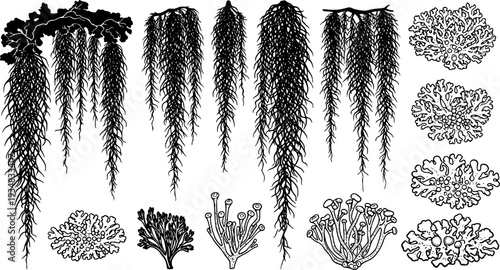 Hanging Spanish Moss and Lichen elements