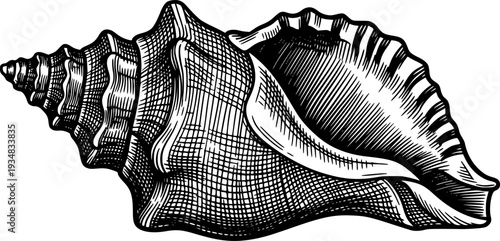 Detailed conch seashell rendered in a classic hand drawn engraving style 