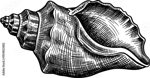 Detailed conch seashell rendered in a classic hand drawn engraving style 