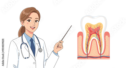 Professional female dentist in a white coat pointing at a detailed anatomical diagram showing the internal structure of a human tooth.