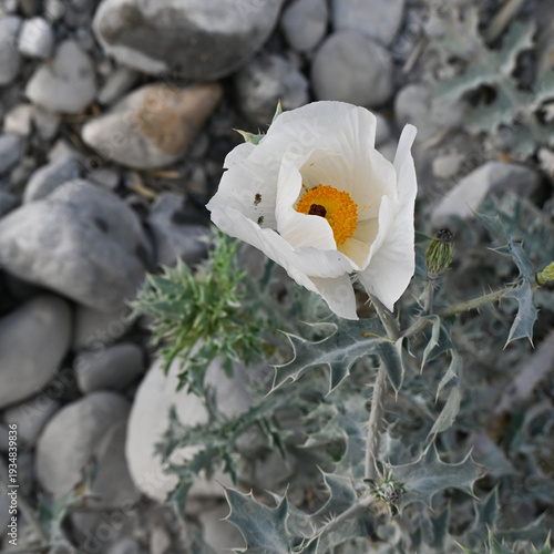 White flower with a yellow center, typical of the desert area of ​​the Huasteca National Park in Monterrey, Nuevo Leon, Mexico