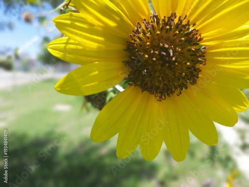 Daisy-type flower, bright yellow in color, open in all its splendor in its natural state