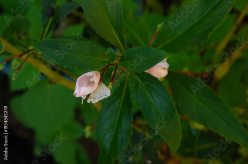 Typical flora of the Guanacaste region of Costa Rica, small flowers in macro photography, white, pink and purple colors