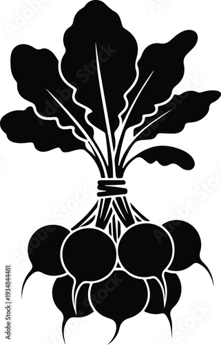 Silhouette fresh organic garden radishes with green leaves tied together vector illustration