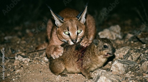 African Caracal Subduing Injured Hyrax in Dark Wilderness Under Harsh Spotlight