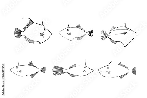 Japanese Filefish Species Set – Vector Line Art Illustration
