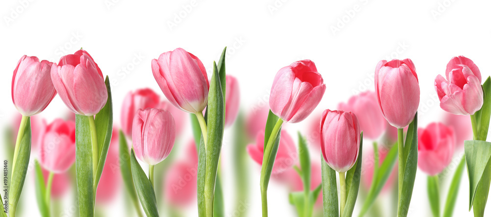 Fototapeta premium Pink tulips on white background. Many spring flowers