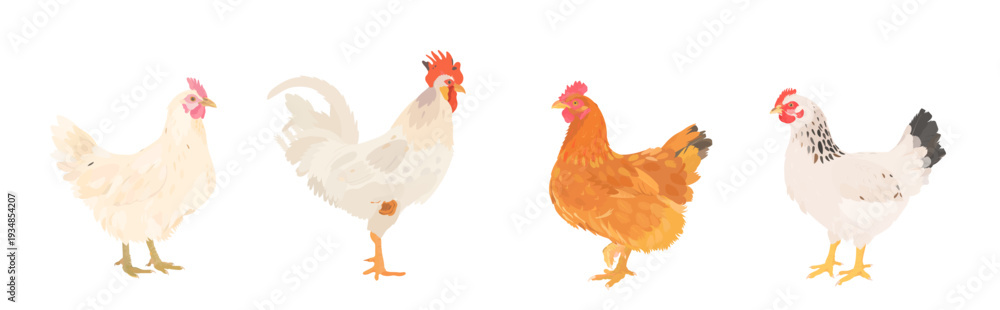 Fototapeta premium Cute cartoon farm Birds collection. Vector hand drawn illustrations of Chicken, Hen and Rooster isolated on white background. Set of poultry icon clip art.