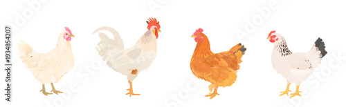 Cute cartoon farm Birds collection. Vector hand drawn illustrations of Chicken, Hen and Rooster isolated on white background. Set of poultry icon clip art.