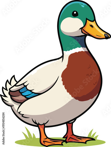 Male Mallard Duck Standing on Grass.