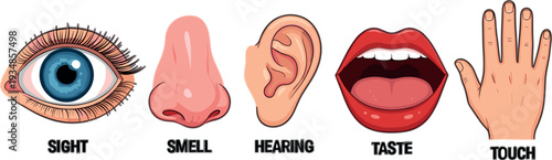 Five human senses vector illustration featuring eye, nose, ear, mouth and hand icons representing sight, smell, hearing, taste and touch