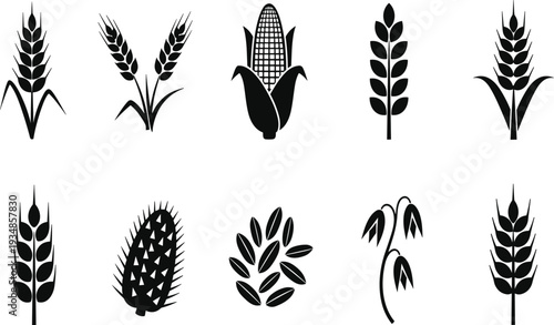 Vector collection of agricultural cereal silhouettes featuring wheat ears, corn cobs, rye stalks, barley grains, and oat branches for organic farming design.