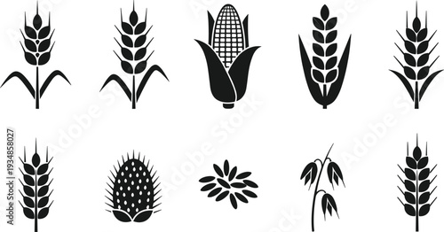 Vector collection of agricultural cereal silhouettes featuring wheat ears, corn cobs, rye stalks, barley grains, and oat branches for organic farming.