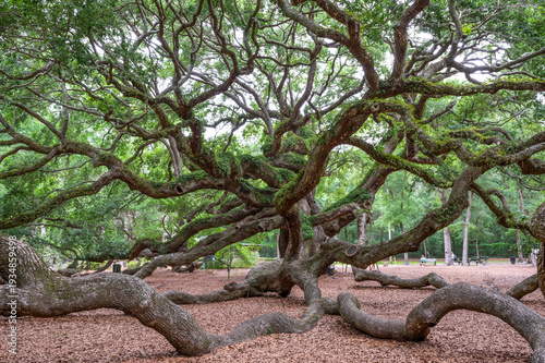 angel tree