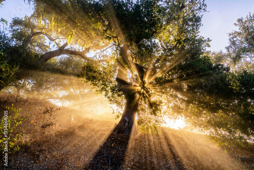 Sun Rays, crepuscular sunlight through Fog, and Silhouetted Tree