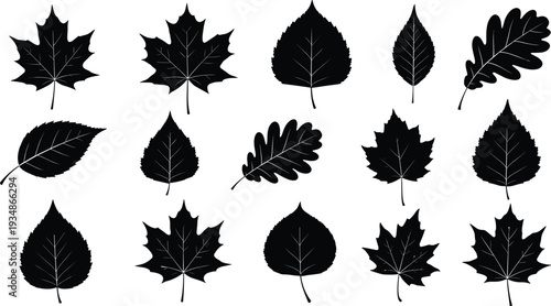 Collection of assorted tree leaf silhouettes including maple oak and birch isolated on white background