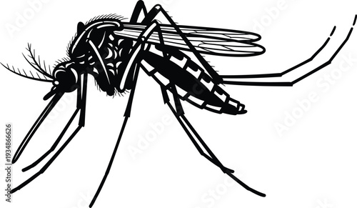 Mosquito Silhouette Detailed Insect Vector Illustration Isolated on White Background