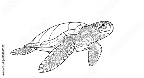 Detailed Black and White Sea Turtle Illustration.