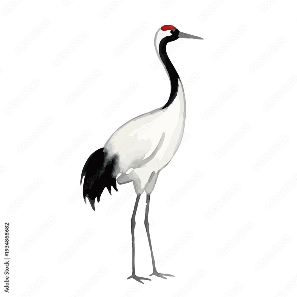 Fototapeta premium Hand drawn watercolor crane illustration, elegant Japanese red-crowned crane for celebration／鶴