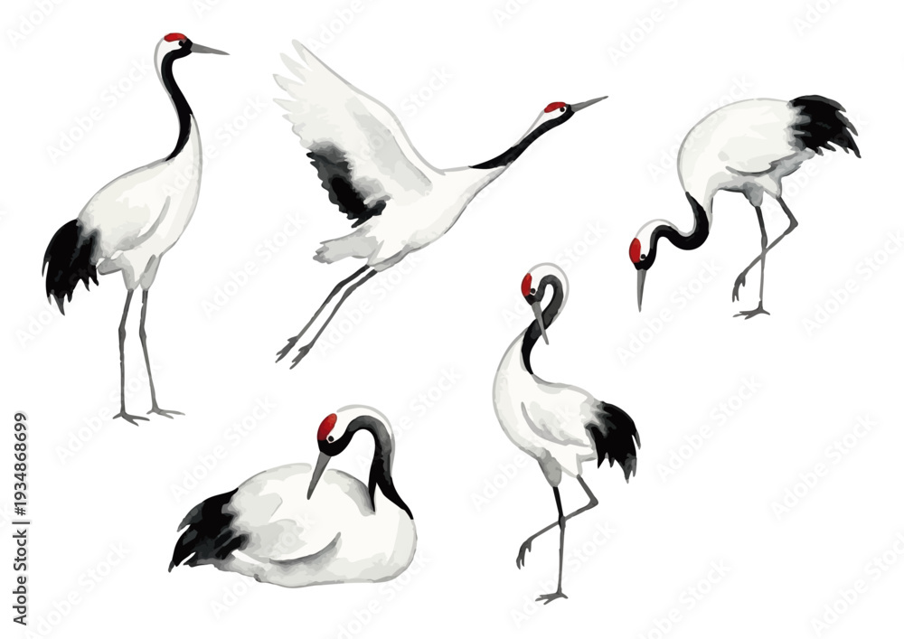Fototapeta premium Hand drawn watercolor crane illustration, elegant Japanese red-crowned crane for celebration／鶴