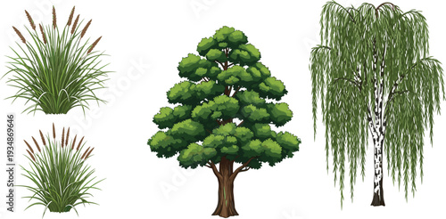 Set of green trees and ornamental grasses including willow and deciduous tree, detailed botanical illustration collection for nature design isolated on white background