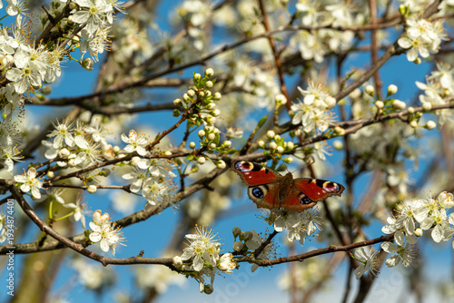 Peacock Butterfly (Aglais io) on Blooming Cherry Blossom Branch in Spring, Blue Sky Background