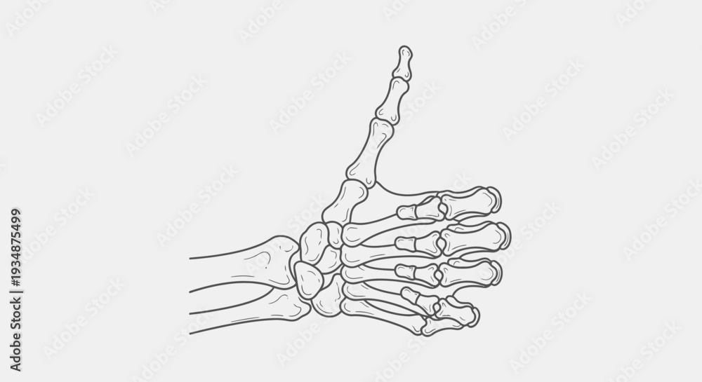 Obraz premium Human Hand Bones Anatomy Illustration.