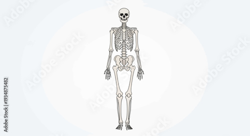 Detailed Human Skeleton Illustration Anatomy.