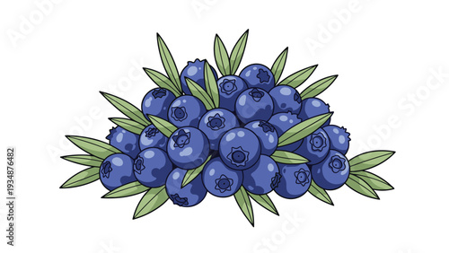 Large cluster of ripe blue blueberries with fresh green leaves is shown in a detailed illustration of healthy and organic fruit.