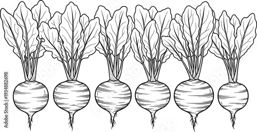 Hand drawn beetroot vegetable vector set with fresh garden beets isolated botanical illustration