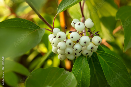 Bright bunch of white ripe berries of Cornus sericea, (red osier or red-osier dogwood, red willow) in shady green foliage of the bush, grows in the autumn forest.