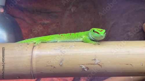 Ein TagGekko im Terarium, Portrait eines grünen Gekko.
