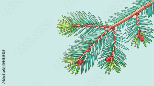 Evergreen branch shows green needles and young cones on a light blue background. This is a close view of the plant.