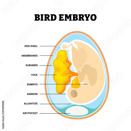 Chicken egg anatomy. Structure of bird egg. Bird embryo diagram. Science education poster. Labeled egg shell, air cell pocket, yolk, albumen, membrane, germinal disc. Chick animal wildlife.