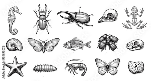 Vintage hand-drawn natural history specimen collection. Detailed engraving sketches of insects, butterflies, fossils, and skeletal remains. Classic scientific biology illustrations on white.