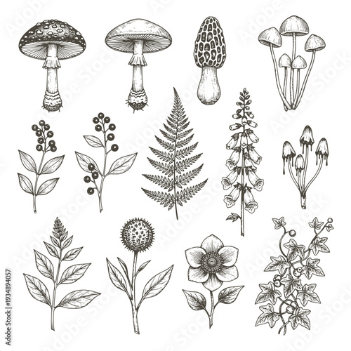 Vintage botanical illustration set featuring hand-drawn forest elements like wild mushrooms, fern leaves, berries, and woodland flowers. Elegant black and white line art for rustic designs.