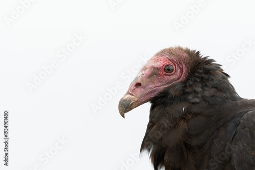 Turkey vulture (Cathartes aura) close up portrait with clean background, South American scavenger bird