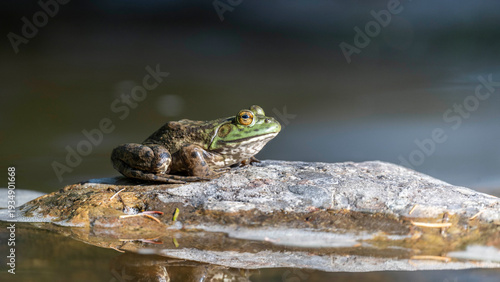 Tableau sur toile American Bullfrog