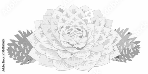 Detailed grayscale illustration of a succulent plant with layered petals