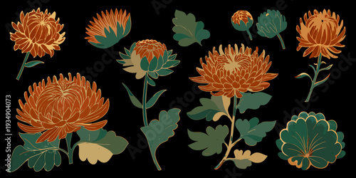 Vintage botanical illustration of chrysanthemum flowers and green foliage