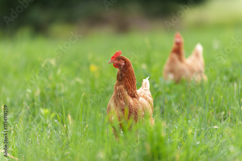 Chickens free ranging in the grass in the summer.