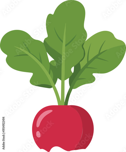 flat design radish vegetable illustration with fresh green leaves for healthy eating gardening and organic food concepts,