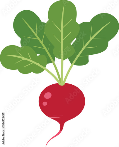 flat design radish vegetable illustration with fresh green leaves for healthy eating gardening and organic food concepts,