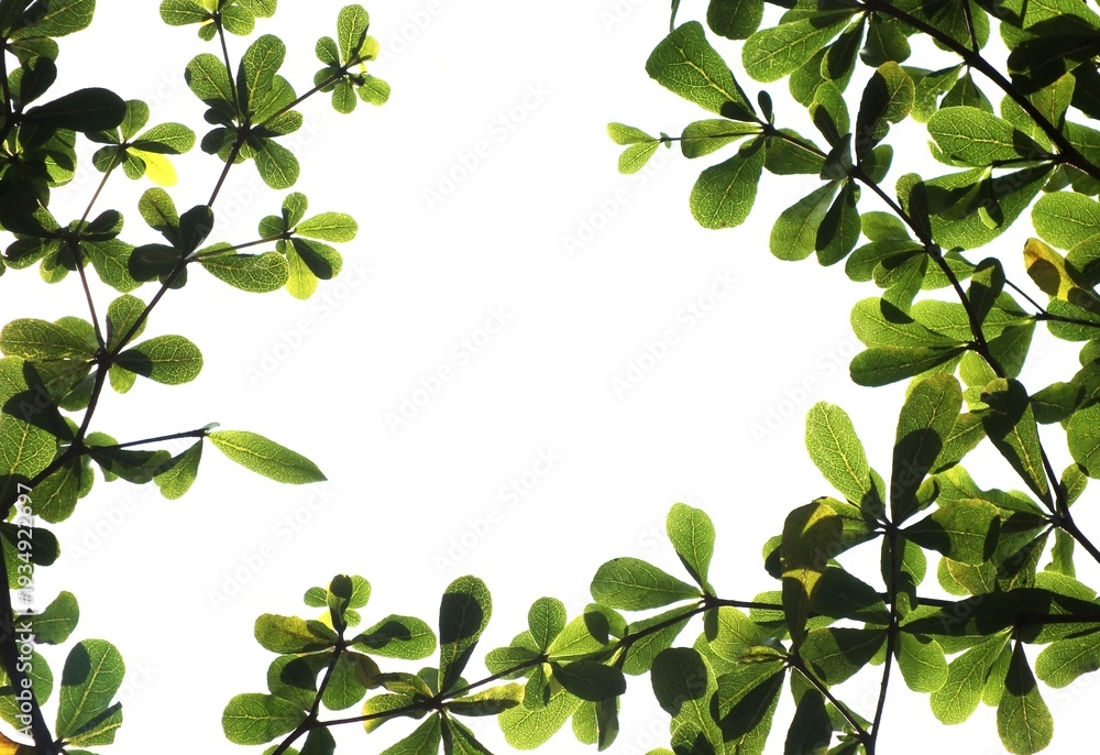 Obraz premium Natural frame border with copy space for text featuring tropical lush leaf isolated on white background. Ideal for eco friendly design, spa healing theme, environmental and sustainability concept idea