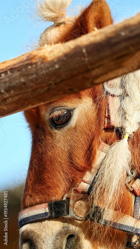 The gentle big eyes of horses
