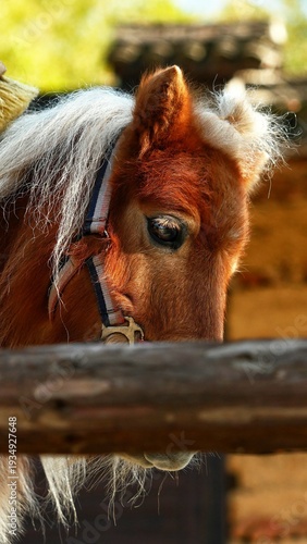 The gentle big eyes of horses
